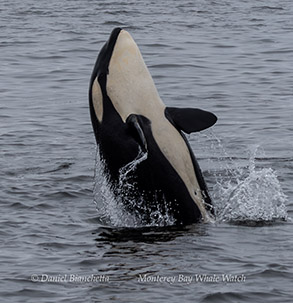 Breaching Killer Whale (Orca) photo by daniel bianchetta