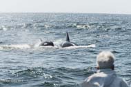 Two killer whales enter the fight