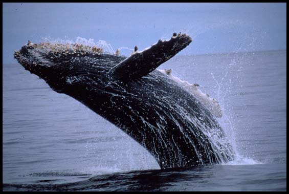 Monterey Bay Whale Watch -- Humpback Whale Photo