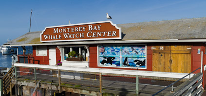 Monterey Bay Whale Watch - Whale Watching Trips