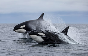 Killer Whales (Orcas) photo by daniel bianchetta