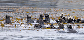Sea Otters photo by daniel bianchetta