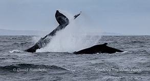 Tail lobbing Humpback Whale photo by daniel bianchetta