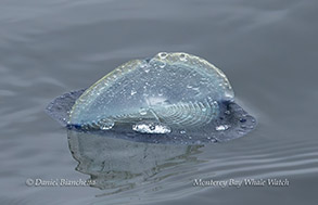 By-The-Wind-Sailor (Velella Velella photo by Daniel Bianchetta