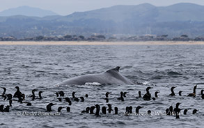 Humpback Whale and cormorants photo by Daniel Bianchetta
