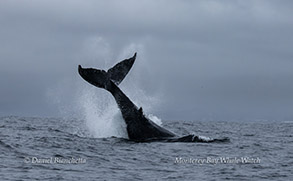 Humpback Whale tail throw photo by Daniel Bianchetta