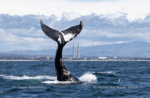 Humpback Whale named Waterfall with Moss Landing stacks in background photo by Daniel Bianchetta