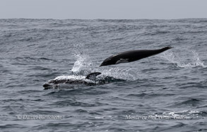 Pacific White-sided Dolphin and Northern Right Whale Dolphin photo by Daniel Bianchetta