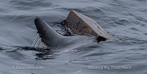 Salmon Shark rubbing against a log photo by Daniel Bianchetta