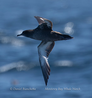 Shearwater photo by Daniel Bianchetta