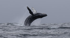 Young Humpback Whale breaching photo by Daniel Bianchetta