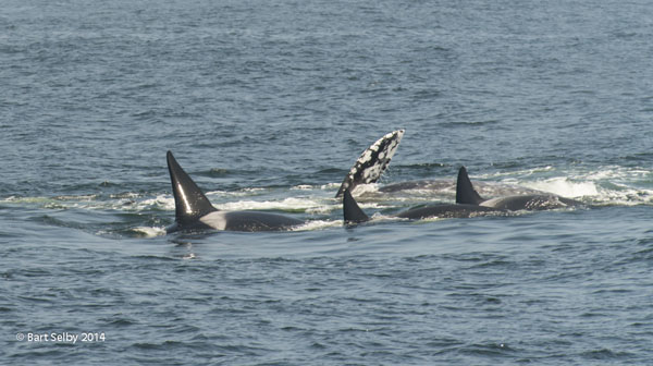 1153Gray_whale_mother_rolls_to_try_to_escape_killer_whale_attack