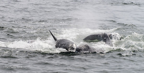 1210Killer_whale_separates_baby_from_mother_at_end_of_attack