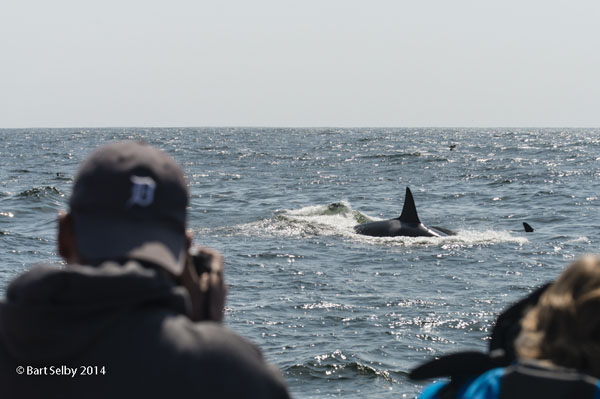 1511Tory_Kallman_of_Corte_Madera_photographs_attacking_killer_whales
