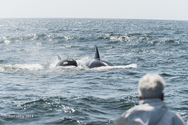 1512Two_killer_whales_enter_the_fight