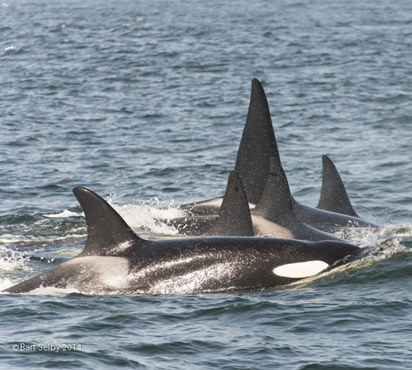 1518A_ family_group_of_killer_whales_rotates_in_to_attack_the_gray_whales