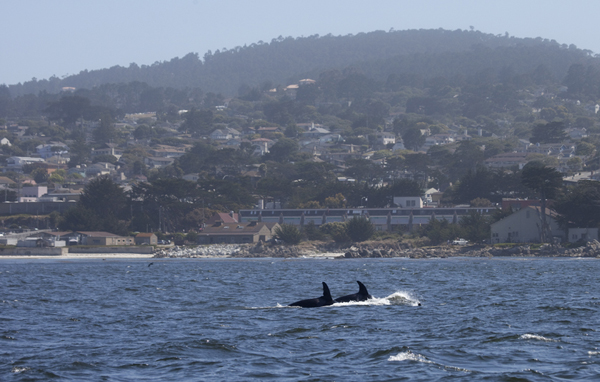 Killer Whales off Pacific Grove coastline