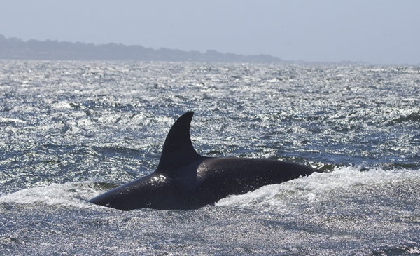Killer Whale in Monterey Bay