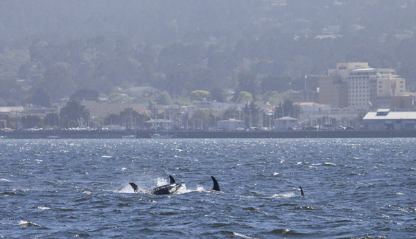 Killer Whales in Monterey Bay