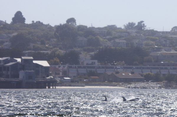 Killer Whales near Monterey Bay Aquarium