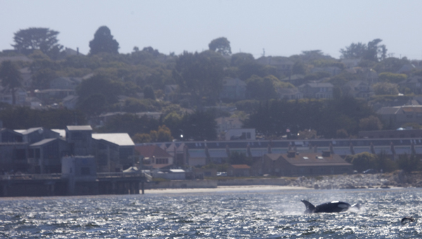 Killer Whale near Monterey Bay Aquarium