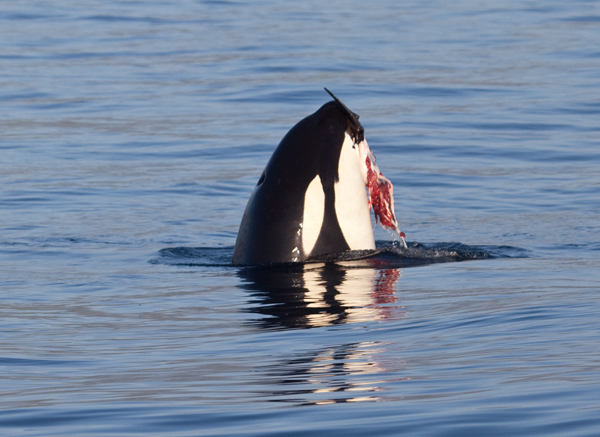 Killer Whale holding piece of prey