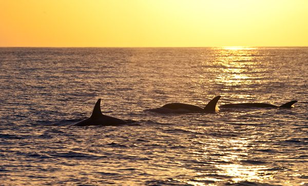 Three Killer Whales at sunset