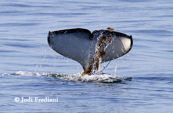 Killer Whale CA20 wears a wreath of kelp on his fluke.
