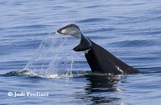 Killer Whale CA20 lob-tails. Adult males have curved flukes.