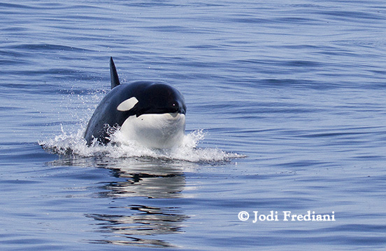 One of two female Killer Whales porpoising after feeding