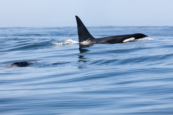 Killer Whale and Gray Whale Carcass, April 27, 2012