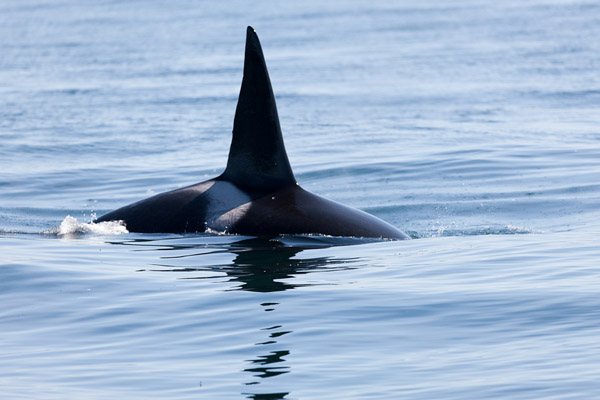 Killer Whale, April 27, 2012