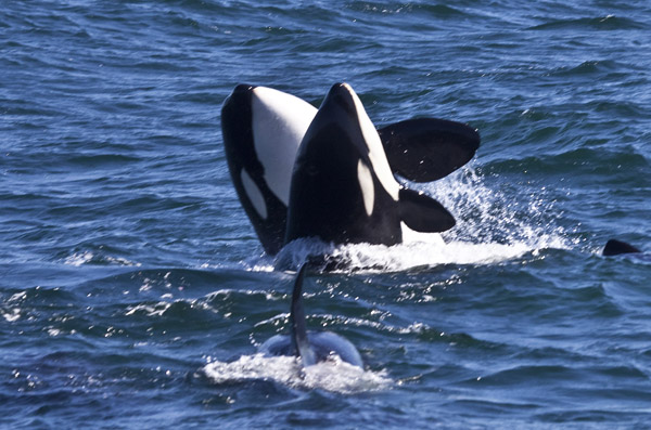 Killer Whales, April  20, 2012