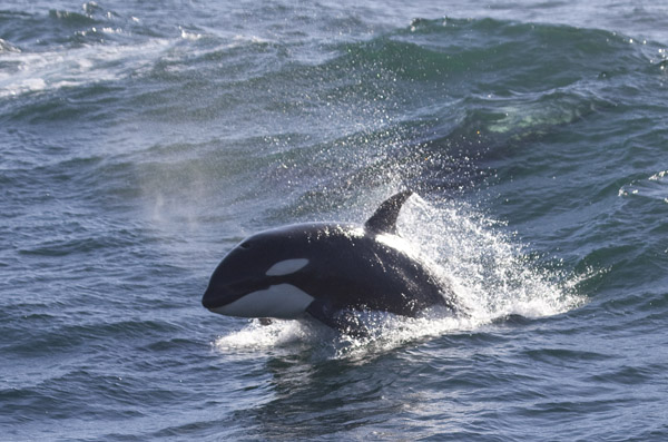 Killer Whale, April 20, 2012