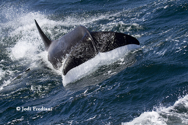 Killer Whale tail lob 