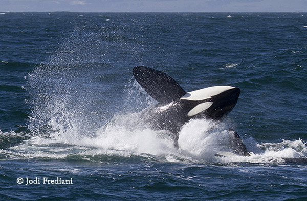 Killer Whale breach with splash!