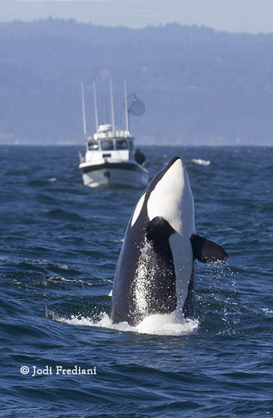 Killer Whale breaching near fishing boat