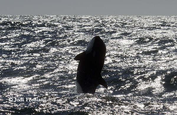 Silhouetted Killer Whale breach 