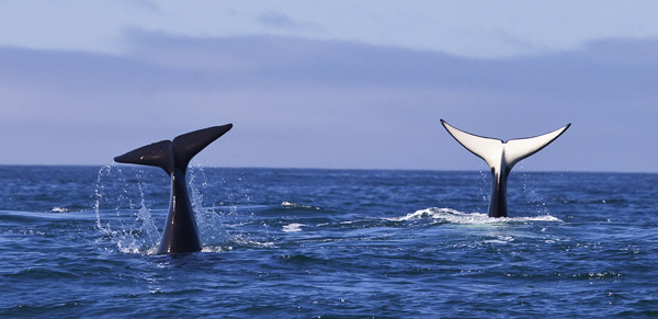 Two Killer Whale tails, April 19, 2012