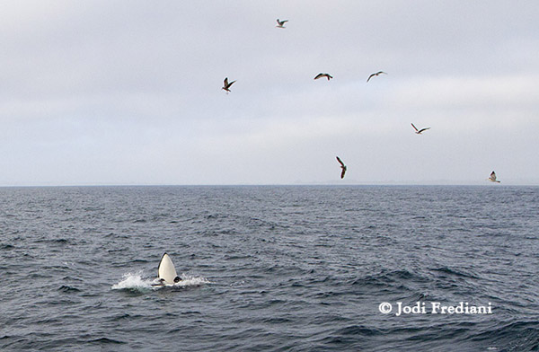 Killer whale spy-hopping in celebration of a harbor seal kill, with gulls flying overhead