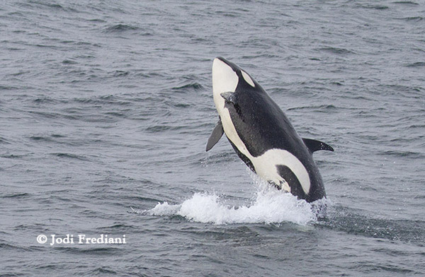 Killer Whale celebrates recent harbor seal kill