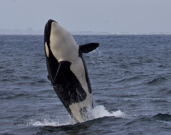 Killer whale breaching on April 15, 2012