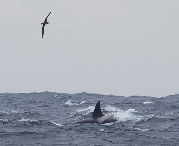 Albatross and killer whale, March 17, 2012