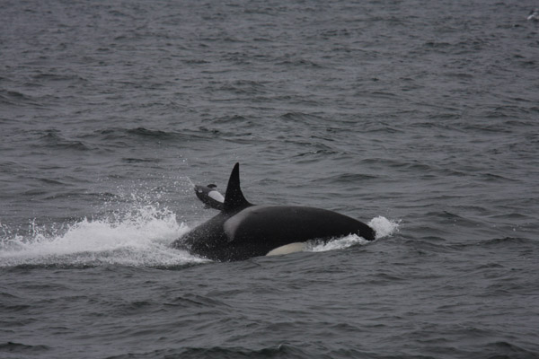 Killer Whale predation on Dall's Porpoise, Sept. 14, 2011