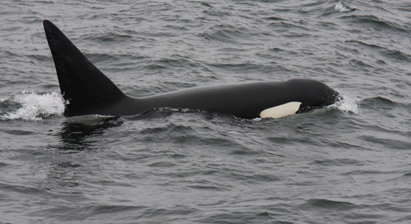 Killer Whale after predation on Dall's Porpoise