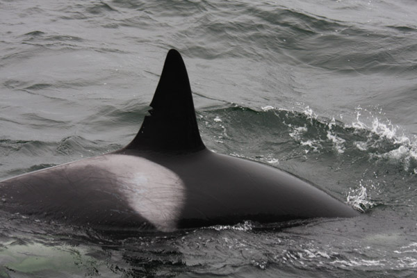 Close-up of Killer Whale after predation on Dall's Porpoise