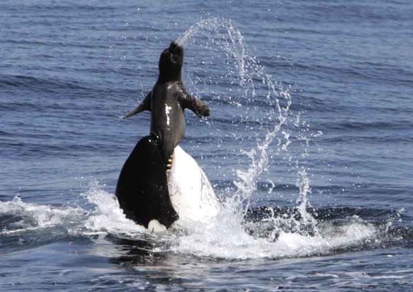 Adult female killer whale grabs a young elephant seal