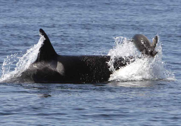 Female killer whale continues to bump young elephant seal out of water.