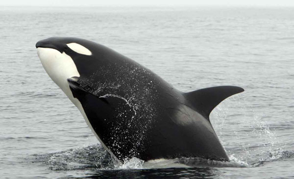 Juvenile killer whale breaches during group social play