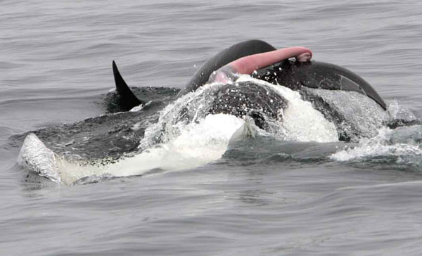 Male killer whale pursuing female during social gathering